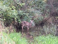 IMG_3271.JPG