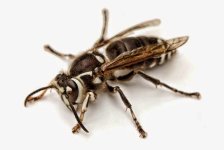 bald faced wasp-bald-faced-hornet.jpg