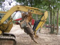 10-27-17 Sweetgum Stump Long Tap Side View.jpg