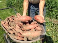 2017 Sweet Potatoes 2.JPG