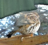 Ruffed Grouse 3.JPG