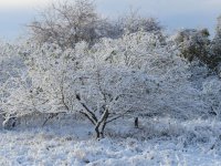 mesquite tree snow.jpg