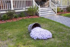 687331-webflower.jpg