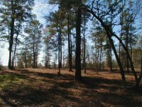 804909-Trees-4.JPG