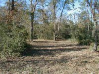 804936-Trees-25.JPG