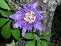 724561-PassionVine.JPG