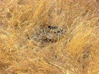 768565-Rattlesnake.JPG