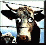 688847-mad cow.gif