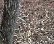 Stripped Sweetgum -b.jpg