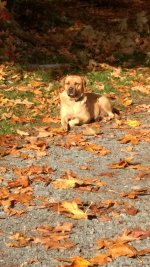 IMG_20171029_111744383.jpg