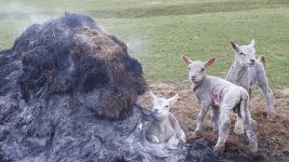 Roast lamb.jpg