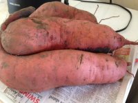 2017 Sweet Potatoes.JPG
