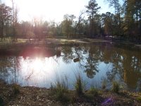 1-14-18 Duck Nest Near Sunset.jpg