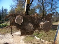 1-14-18 Three Pine Stump In Your Face.jpg 1-14-18 Three Pine Stump In Your Face.jpg