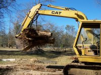 1-14-18 CAT Captured Three Pine Stump.jpg 1-14-18 CAT Captured Three Pine Stump.jpg