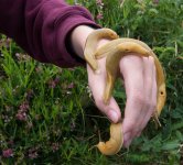 slugs.jpg
