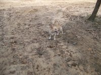 10-14-16 Fritz and His Stick.jpg