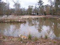 1-16-18 Fritz Sniffing Near the Island Pond.jpg