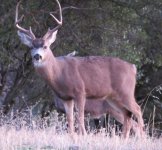 12-16-2017Buck.jpg