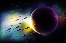 egg.jpg