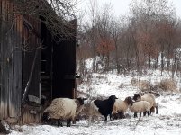 sheep_snow_march_2018.jpg