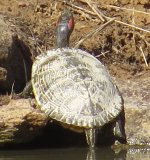 turtle large.jpg