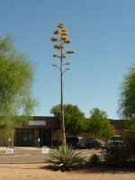 Agave americana flower stalk.JPG