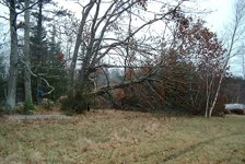 807911-OAK 2a.jpg