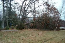 807918-OAK 3.jpg