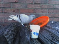 729180-pigeon.jpg