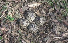 648928-eggs.jpg