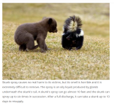 skunk.PNG