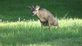 2018-01-08BuckPeeing.jpg 2018-01-08BuckPeeing.jpg