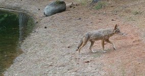 Coyote6A.jpg Coyote6A.jpg