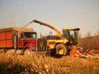 Corn.JPG
