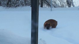2017 Chrstmas Snowr011.jpg