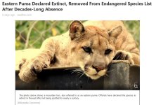 Eastern Mountain Lion Extinct.jpg