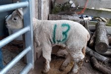 Lamb Green13.jpg