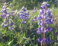 lupins.jpg