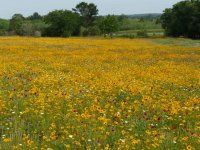 may flowers.jpg