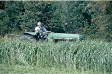 Piper Sudan Grass 1.jpg