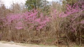 IMG_20180324_133854917.jpg