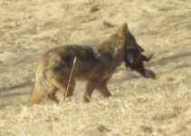 Coyote & Marmotte.PNG Coyote & Marmotte.PNG