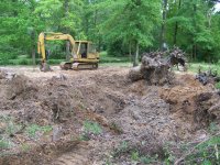 4-6-18 Huge Sweetgum Stump.jpg