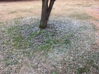 IMG_0576[1].JPG