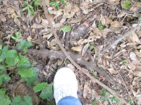 Vines3.JPG