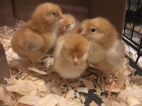 New Chicks.JPG