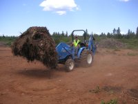 Carrying large load of pine needles.JPG