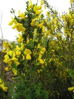 Scotch_broom_flowering.JPG Scotch_broom_flowering.JPG