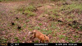 MFDC4491 fox and 5 kits.JPG